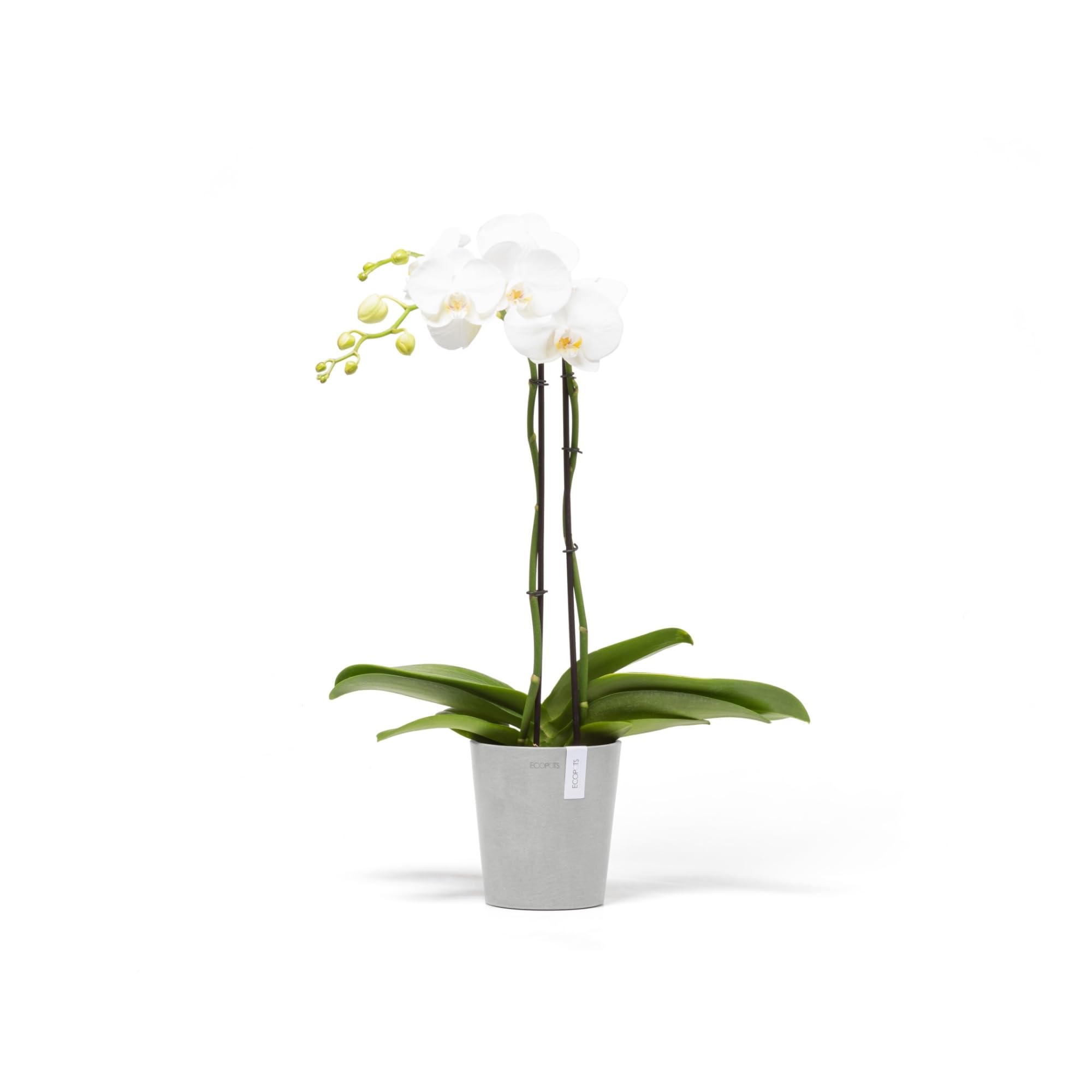 ecopots-morinda-pot-orchid-e-14-cm-blanc-plastique-recycl-base-sur-lev-e-anti-ex image 4