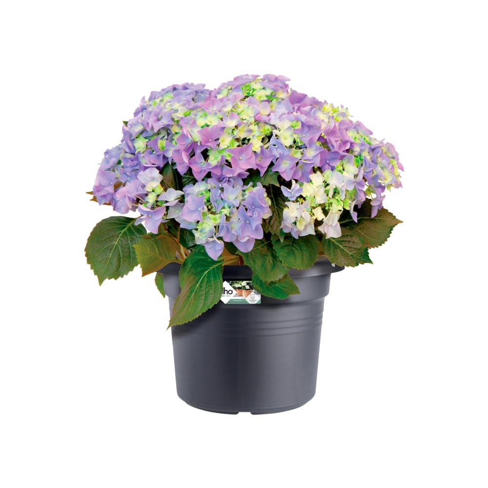 elho-green-basics-cilinder-35cm-pot-de-fleur-living-noir image 3