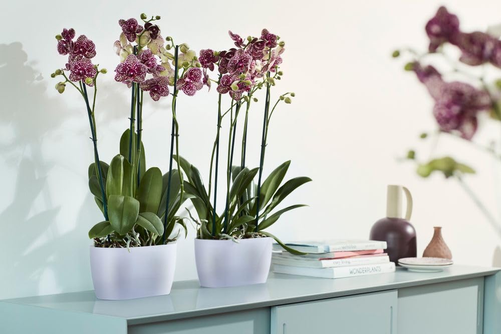 elho-brussels-orchid-e-duo-25-cm-transparent image 5