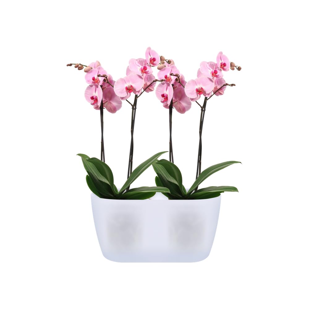 elho-brussels-orchid-e-duo-25-cm-transparent image 6