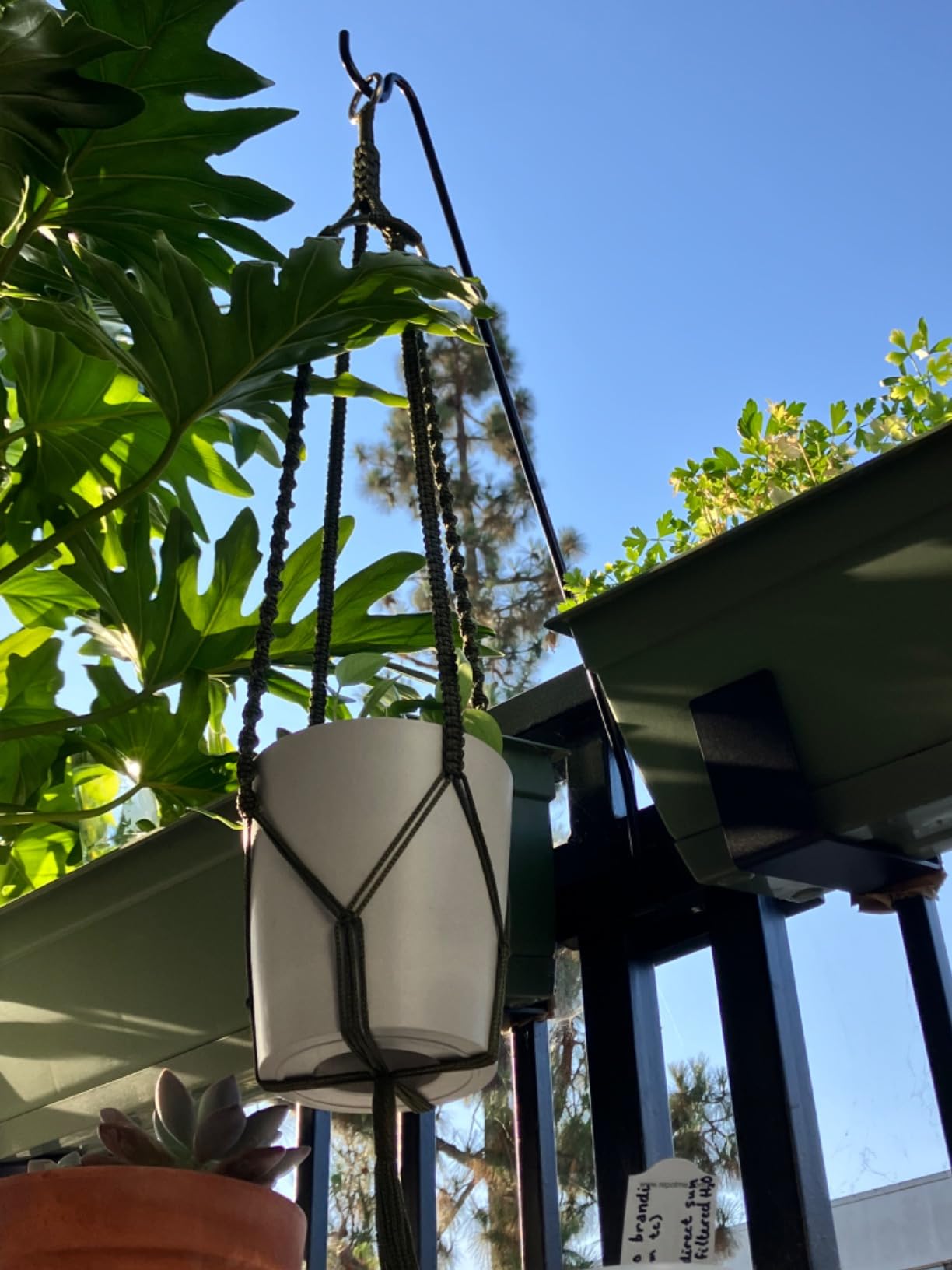 Parfait pour orchidée