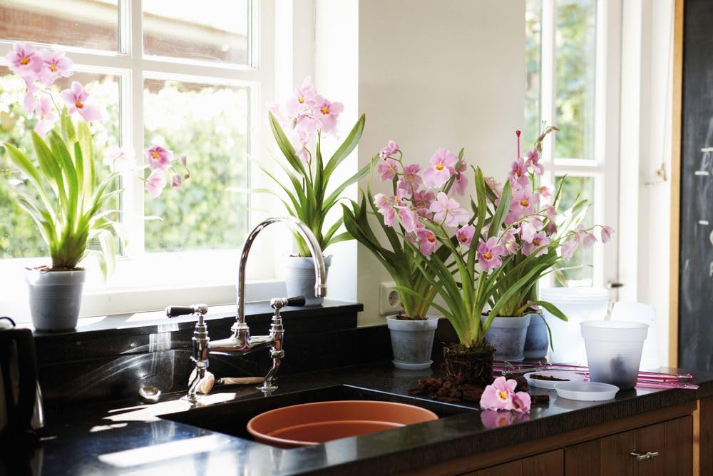 elho-green-basics-orchid-e-13cm-pot-de-fleur-transparent image 5