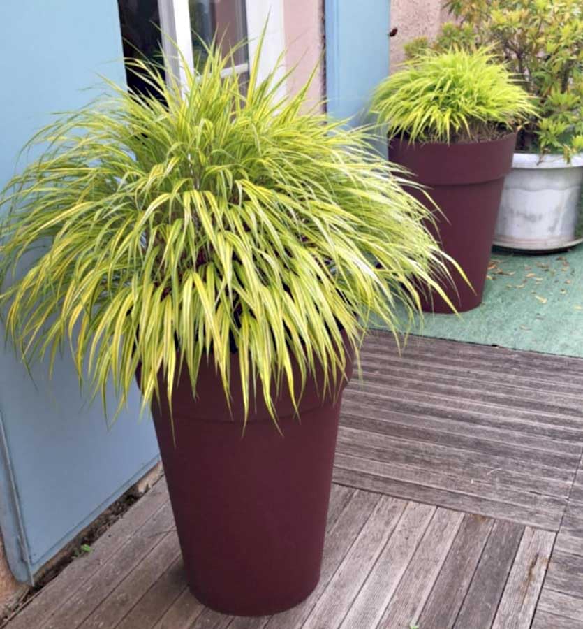 Parfait pour structurer la terrasse