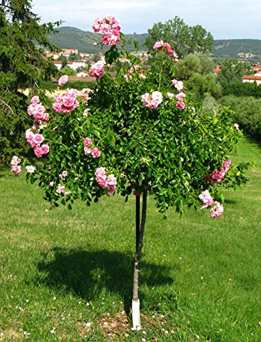 louis-moulin-tuteur-parapluie-3644-9-p-tales-vert-sapin-250-cm image 6