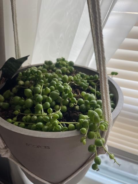 Qualité ECOPOTS au top