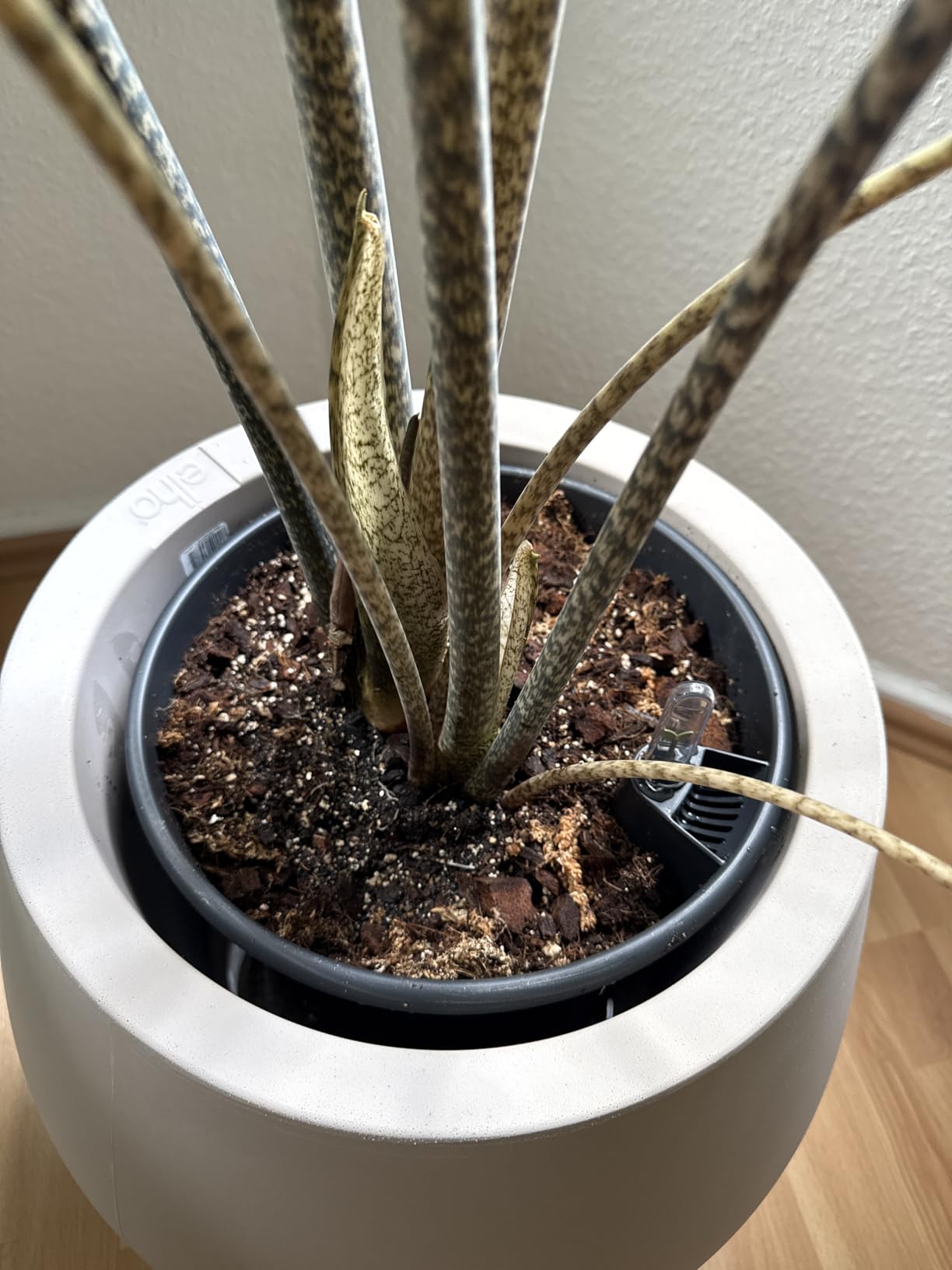 Parfait pour mon monstera