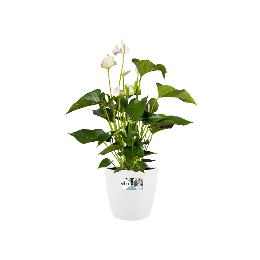 elho-brussels-rond-30cm-pot-de-fleur-blanc image 8