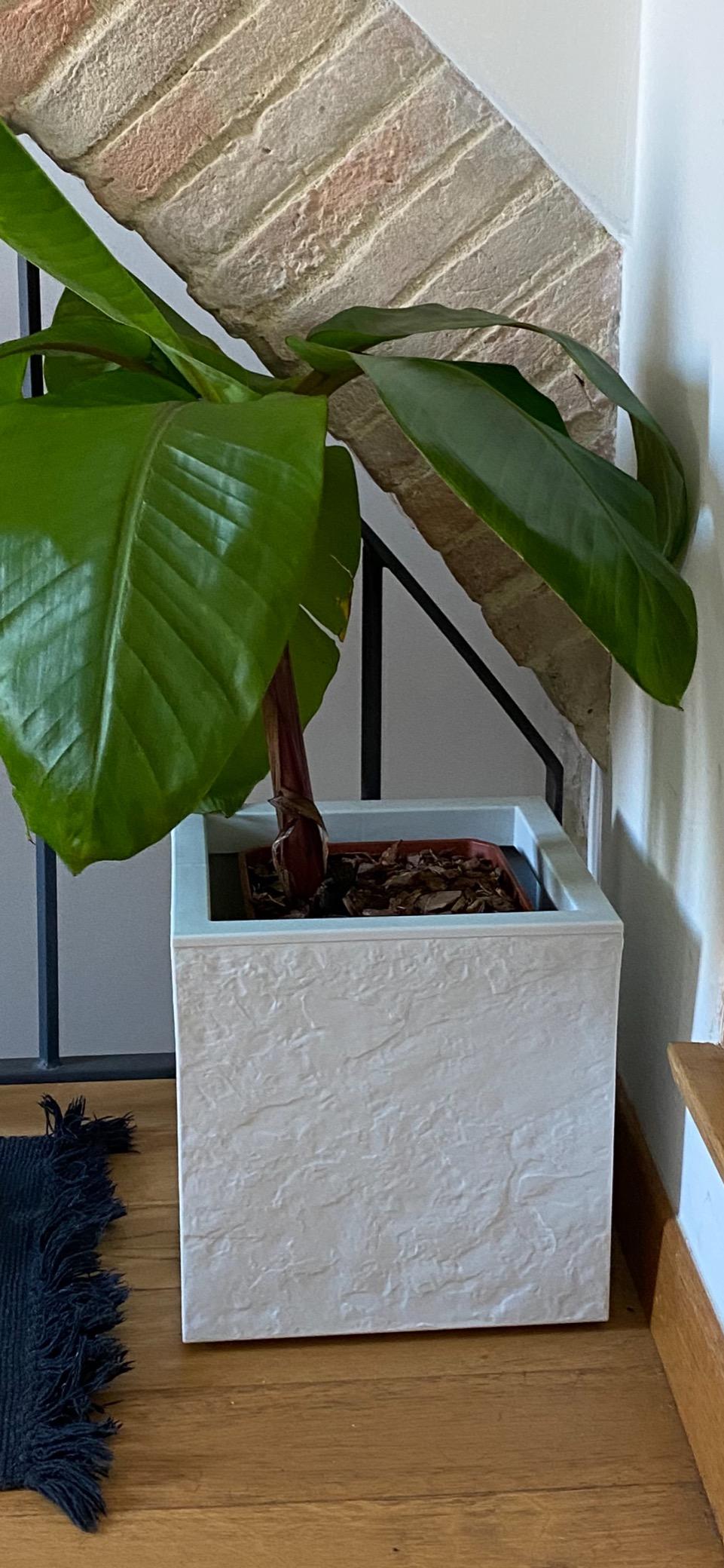 Mon hortensia adore