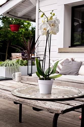 eda-toscane-pot-de-fleur-rond-15-cm-1-6-l-blanc-15-3-x-h-13-7-cm image 4
