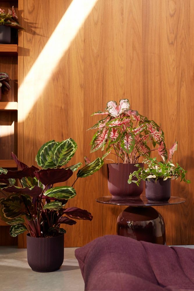 elho-the-winery-collection-pot-de-fleur-22-cm-mauve-fonc image 7
