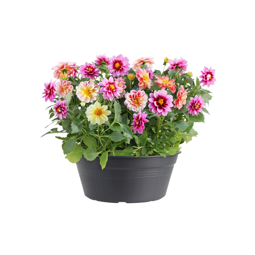 elho-green-basics-coupe-27-cm-pot-de-fleur-living-noir-27-x-h-11-4-cm image 6