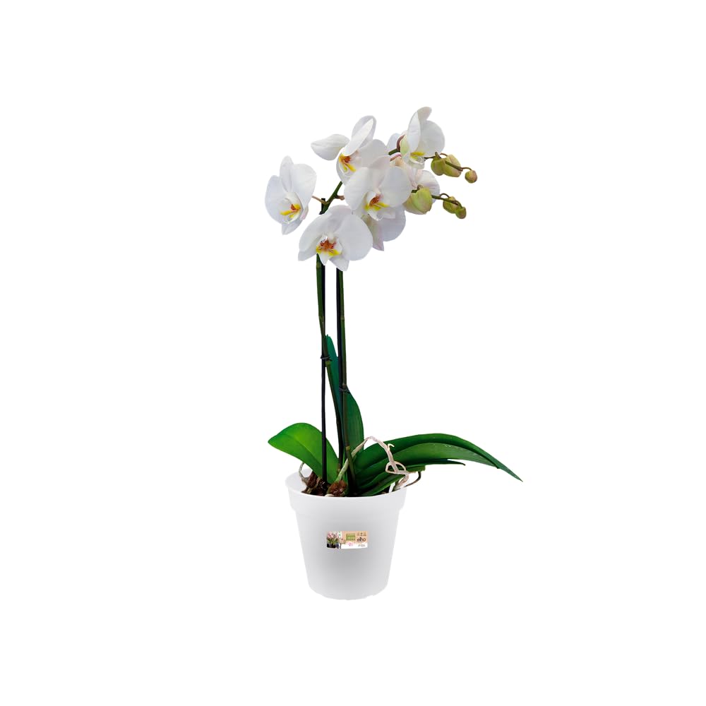 elho-green-basics-orchid-e-13cm-pot-de-fleur-transparent image 3