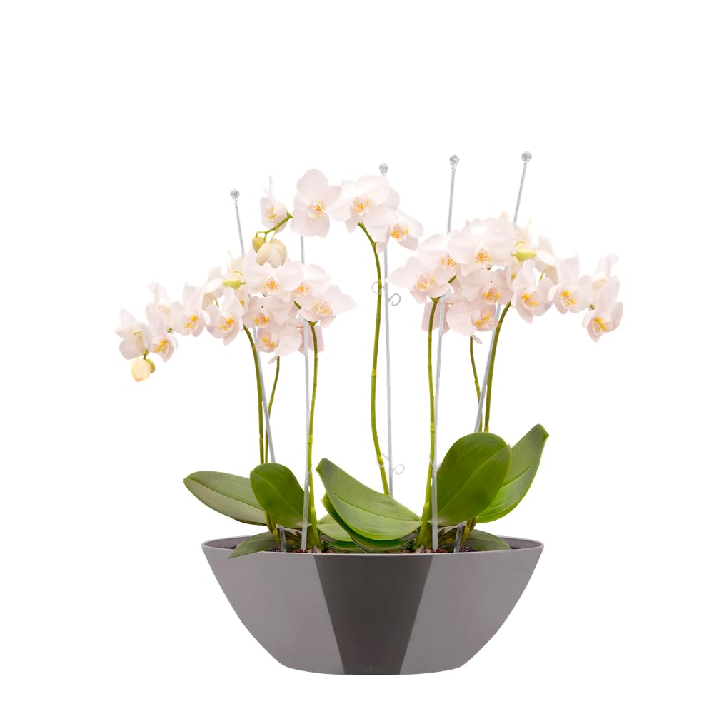 elho-brussels-diamond-ovale-20cm-pot-de-fleur-gris-perle image 6