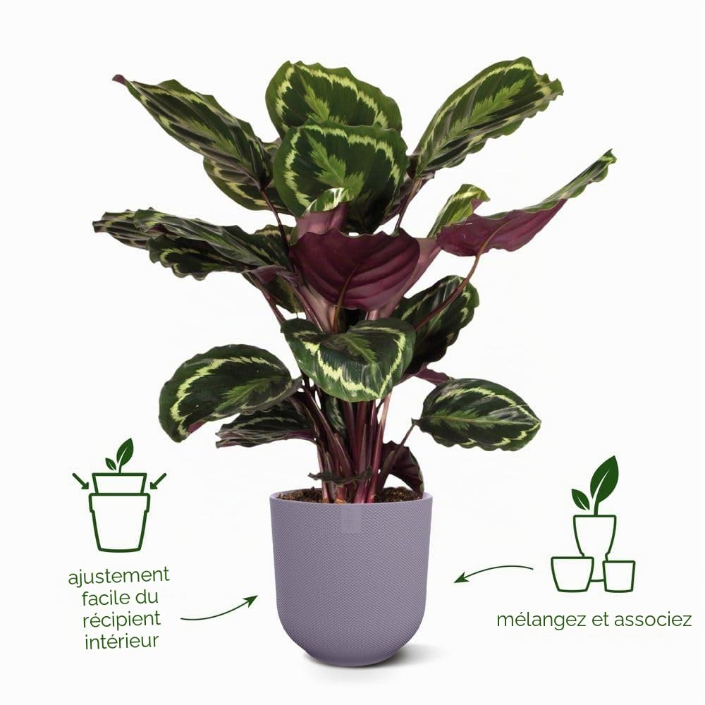 elho-jazz-rond-26cm-cache-pot-lavande-lilas-26-x-h-24-2-cm image 2
