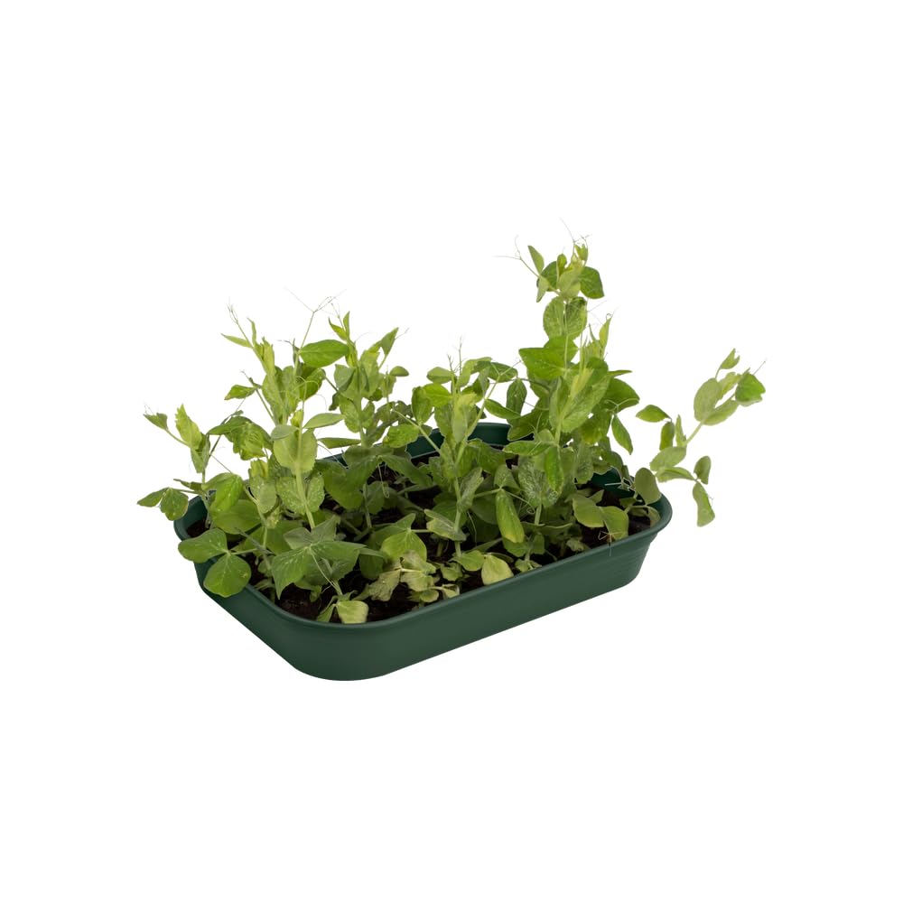 elho-green-basics-plateau-de-culture-m-leaf-green image 6