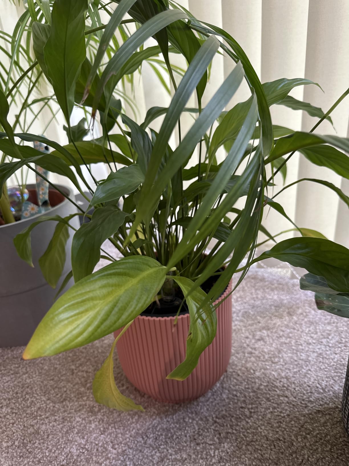 Très beau pot