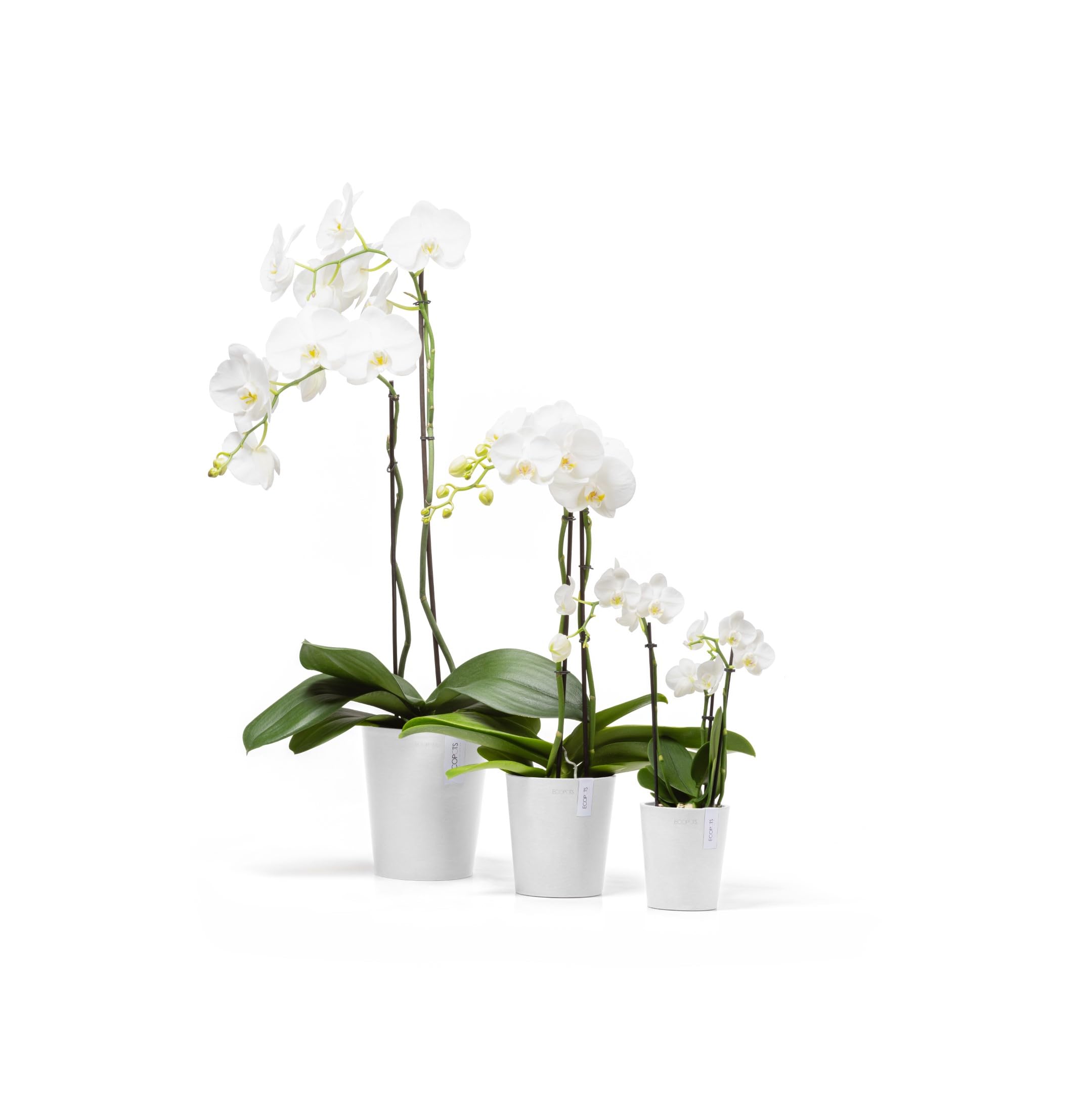 ecopots-morinda-17-pot-orchid-es-blanc-17-cm-avec-drainage image 3