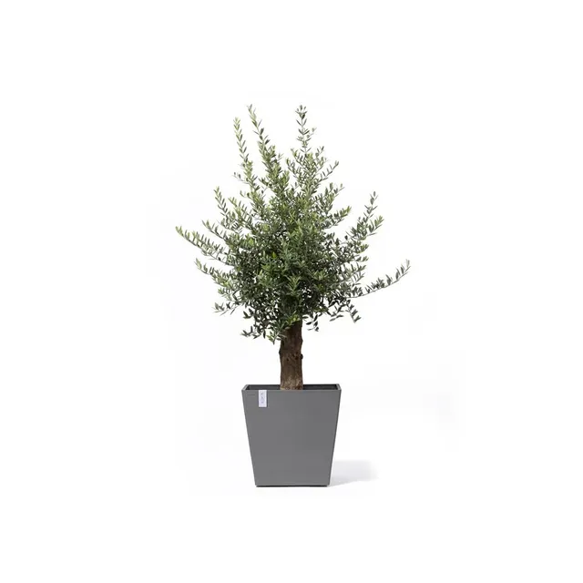 ecopots-rotterdam-grand-pot-sur-roues-50-gris-50-x-50-x-h-49-2-cm-76-3-l image 1