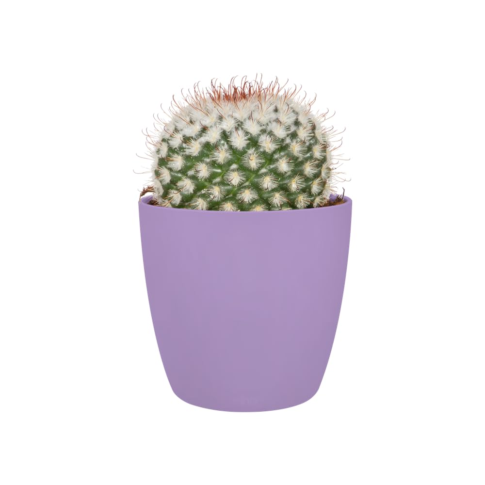 elho-brussels-rond-mini-7-cm-nouveau-violet-6-7-x-h-6-cm image 8