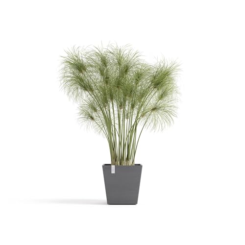 ecopots-rotterdam-pot-carr-25-gris-avec-r-servoir-d-eau-25-2-x-25-2-x-h-24-5-cm- image 7