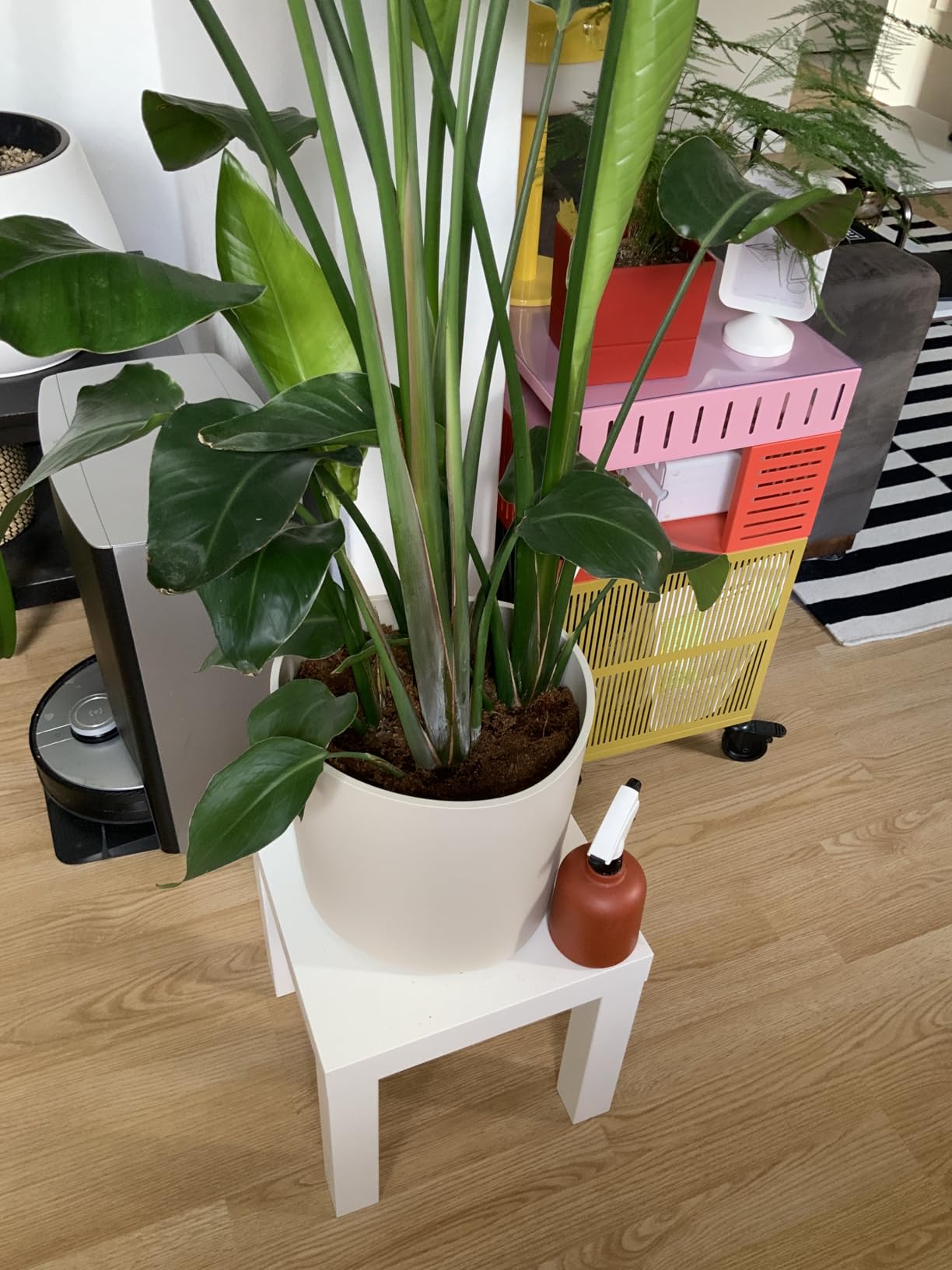 sublime avec mon monstera