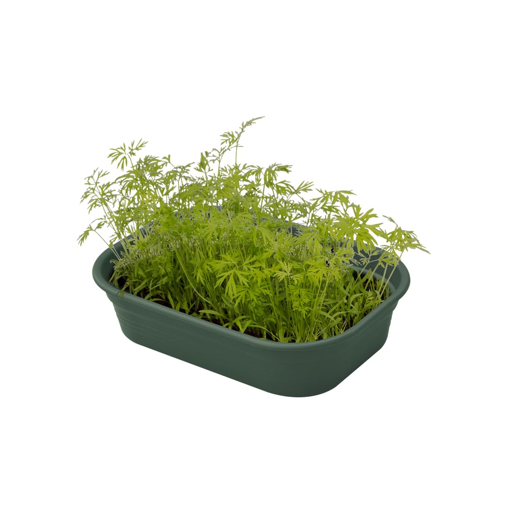 elho-green-basics-plateau-de-culture-s-leaf-green image 5