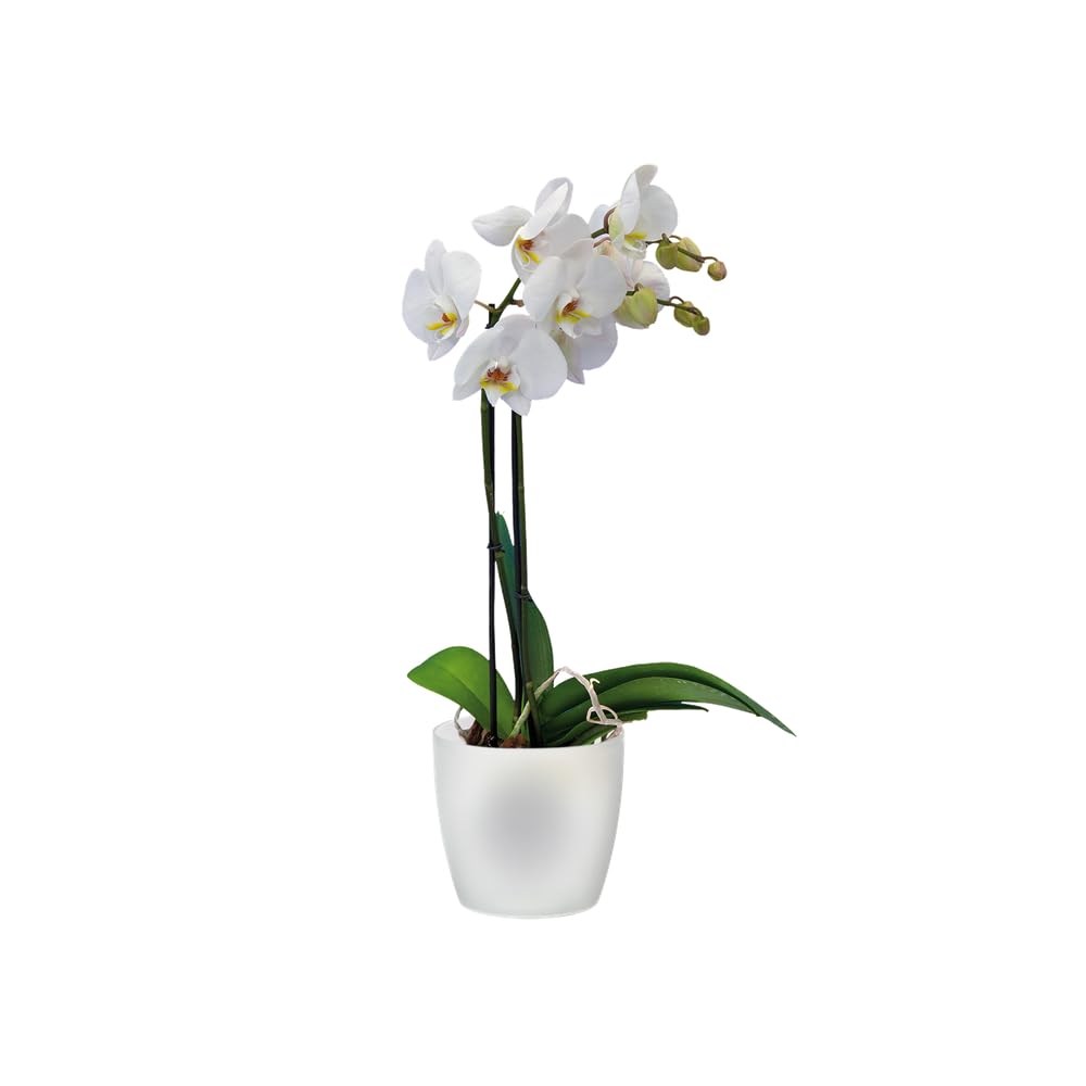 elho-brussels-orchid-e-pot-de-fleur-16cm-16-x-h-14-6-cm-transparent image 6