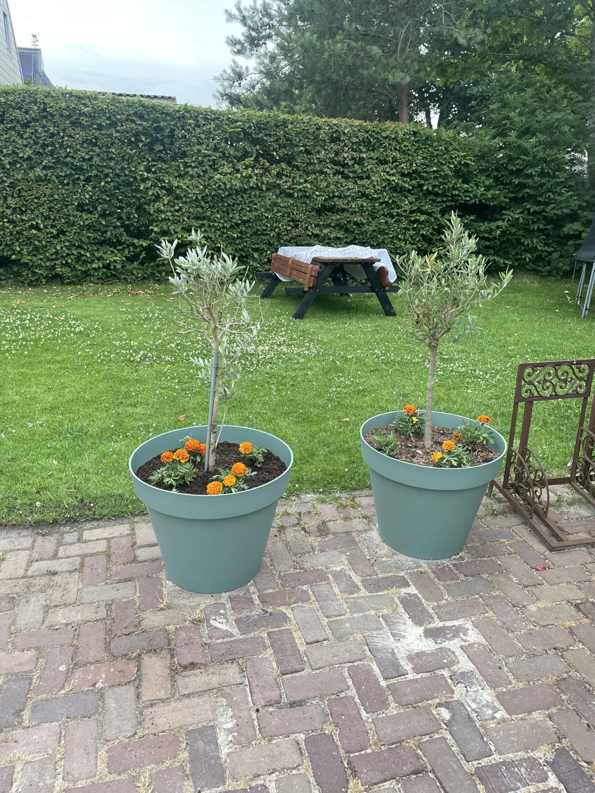 Idéal pour haie en pot