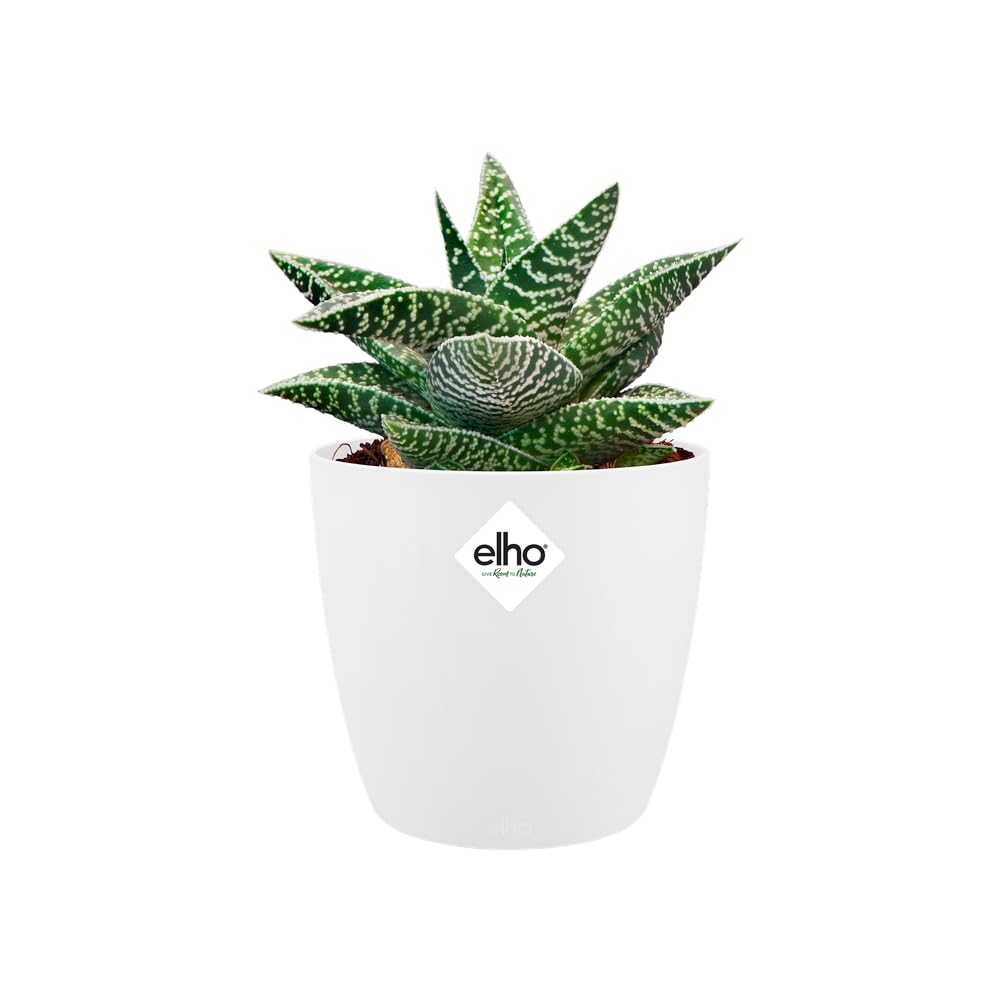 elho-brussels-rond-mini-10-5-cm-blanc-11-x-h-9-7-cm image 3