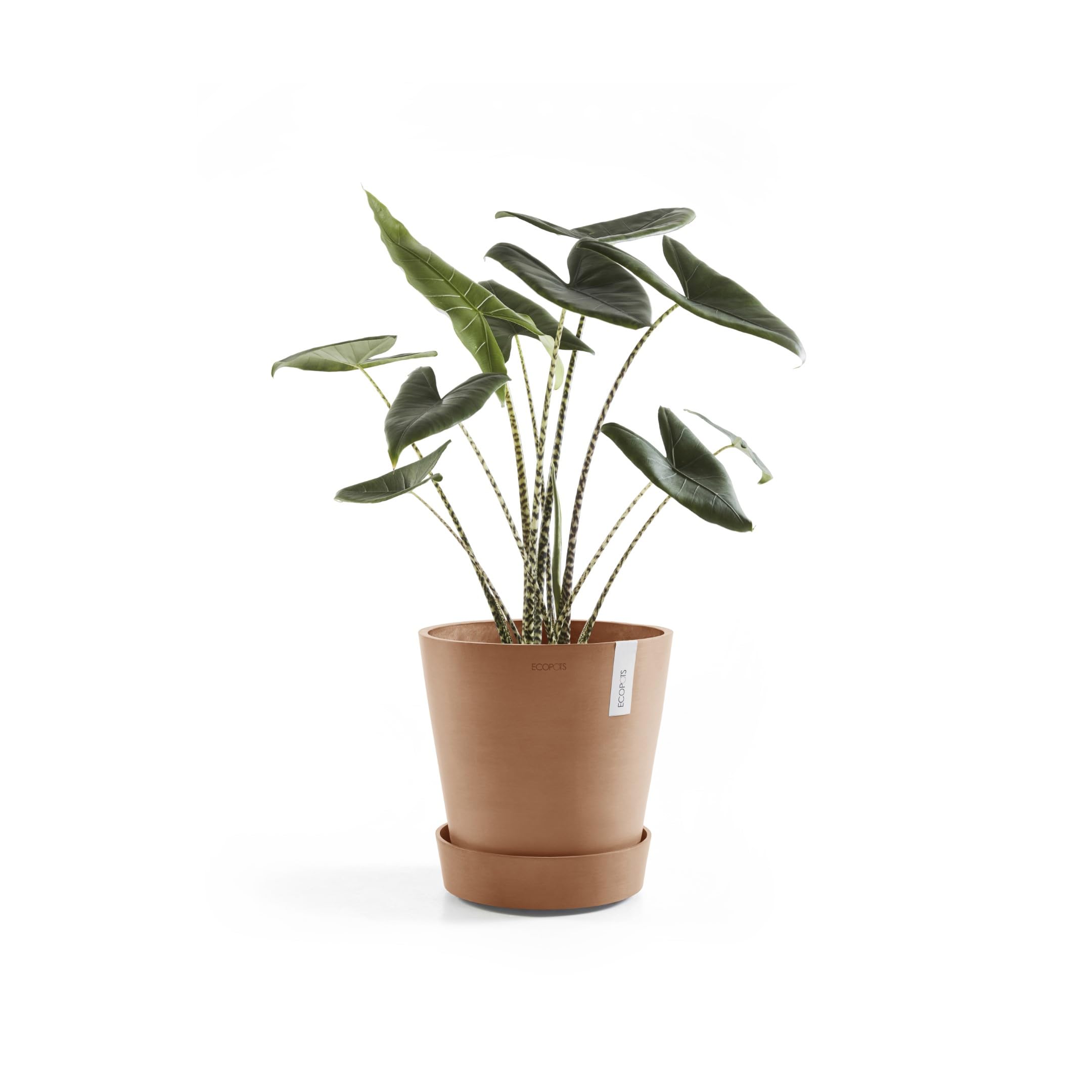 ecopots-soucoupe-roulettes-50-41-6-x-41-6-x-9-cm-pour-pots-amsterdam image 2