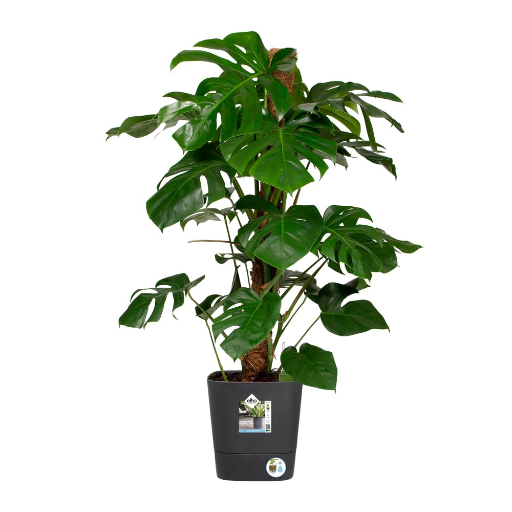 elho-greensense-aqua-care-carr-30-cm-gris-charbon-avec-soucoupe-int-gr-e image 3