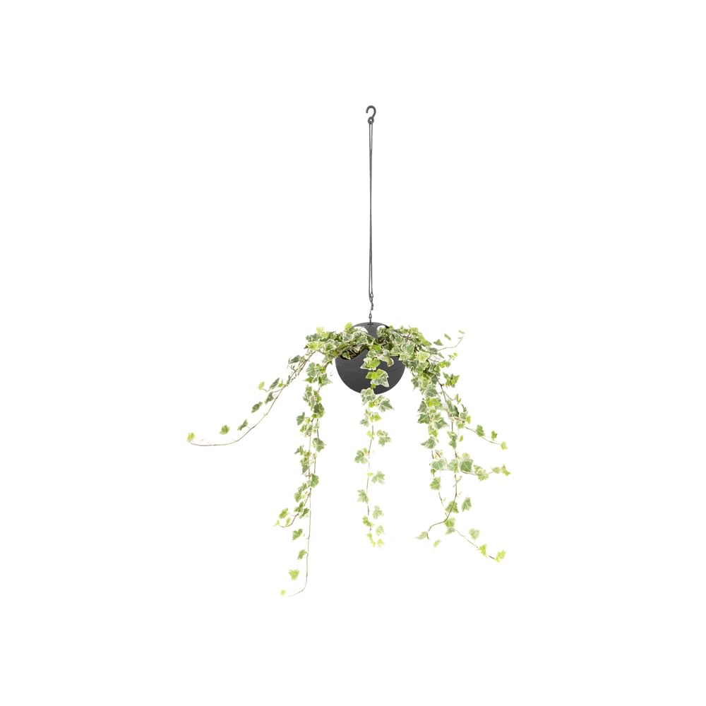 elho-b-for-soft-air-pot-suspendu-anthracite-avec-cordon-18-x-18-x-16-1-cm image 3