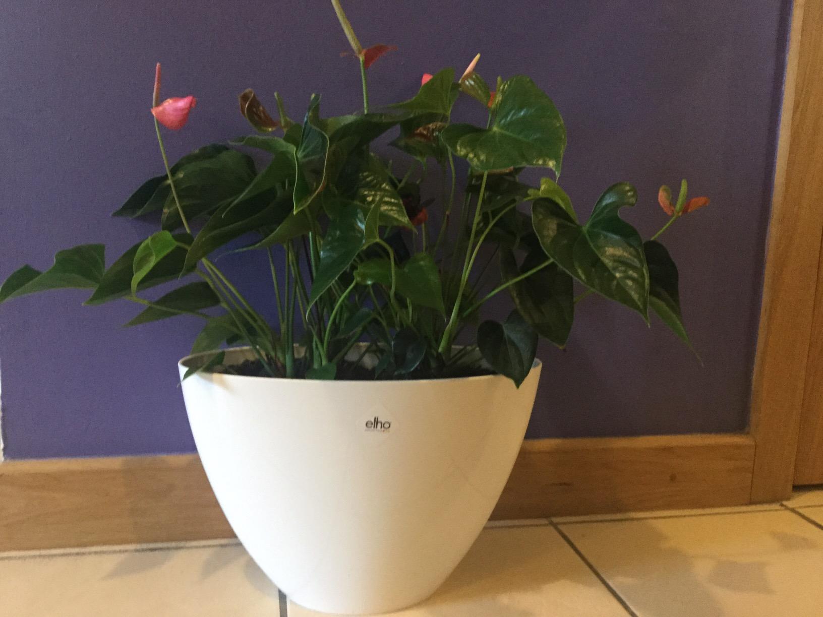 Très beau pot