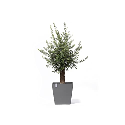 ecopots-rotterdam-grand-pot-sur-roues-50-gris-50-x-50-x-h-49-2-cm-76-3-l image 5