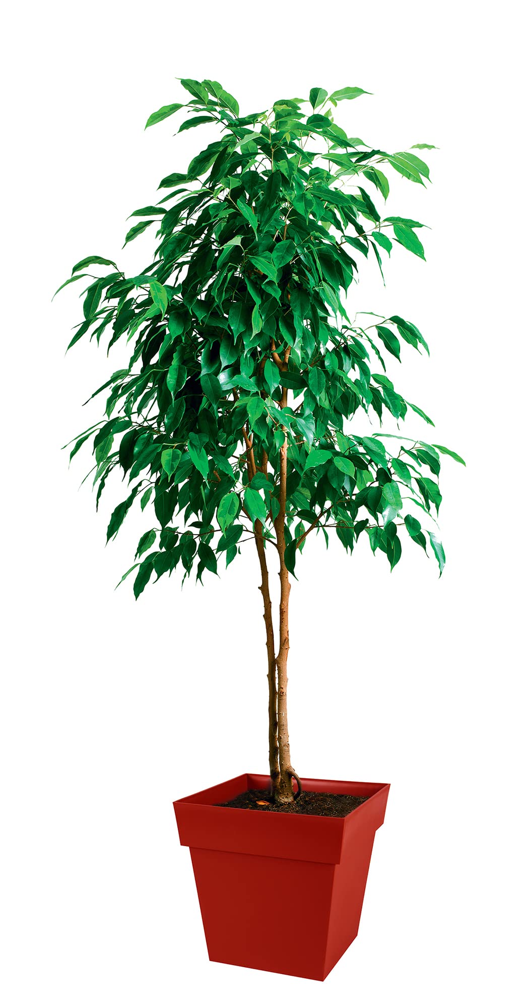 eda-toscane-pot-de-fleur-carr-39-cm-38-l-rouge-rubis image 2