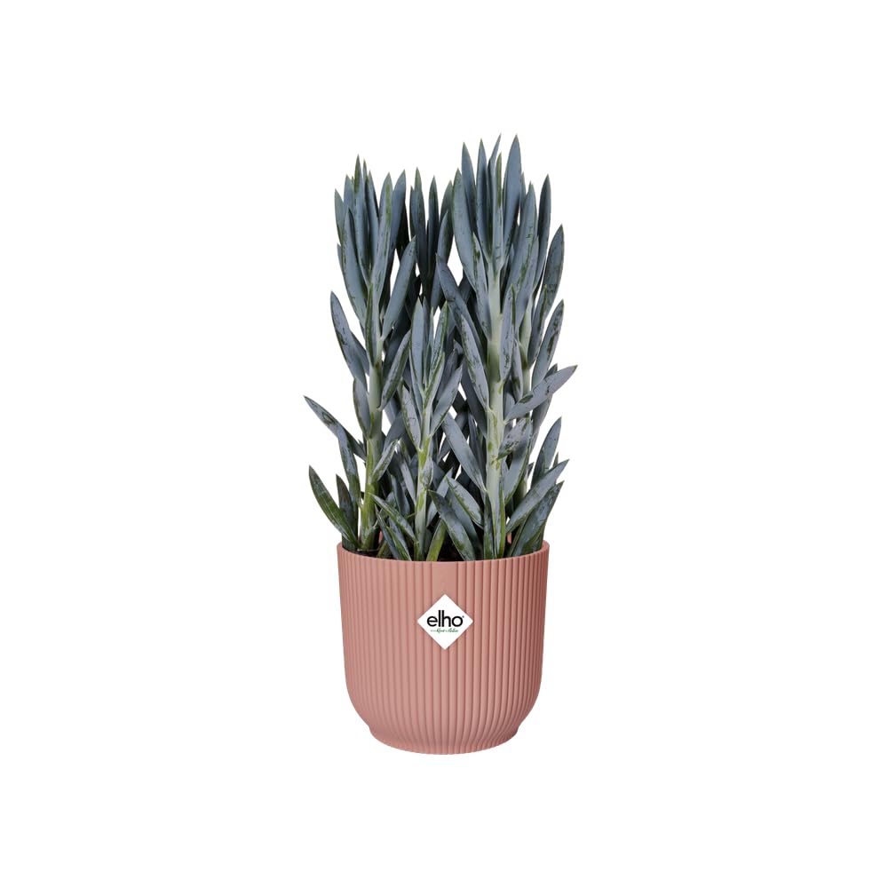 elho-vibes-fold-rond-35-cm-roues-pot-de-fleur-rose-poudr image 3