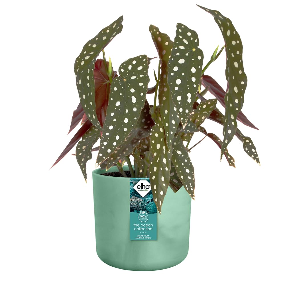 elho-the-ocean-collection-rond-14-cm-pot-de-fleur-vert-pacifique image 8