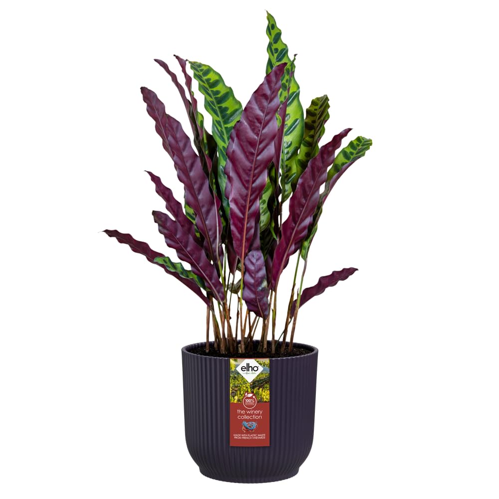 elho-the-winery-collection-pot-de-fleur-22-cm-mauve-fonc image 3