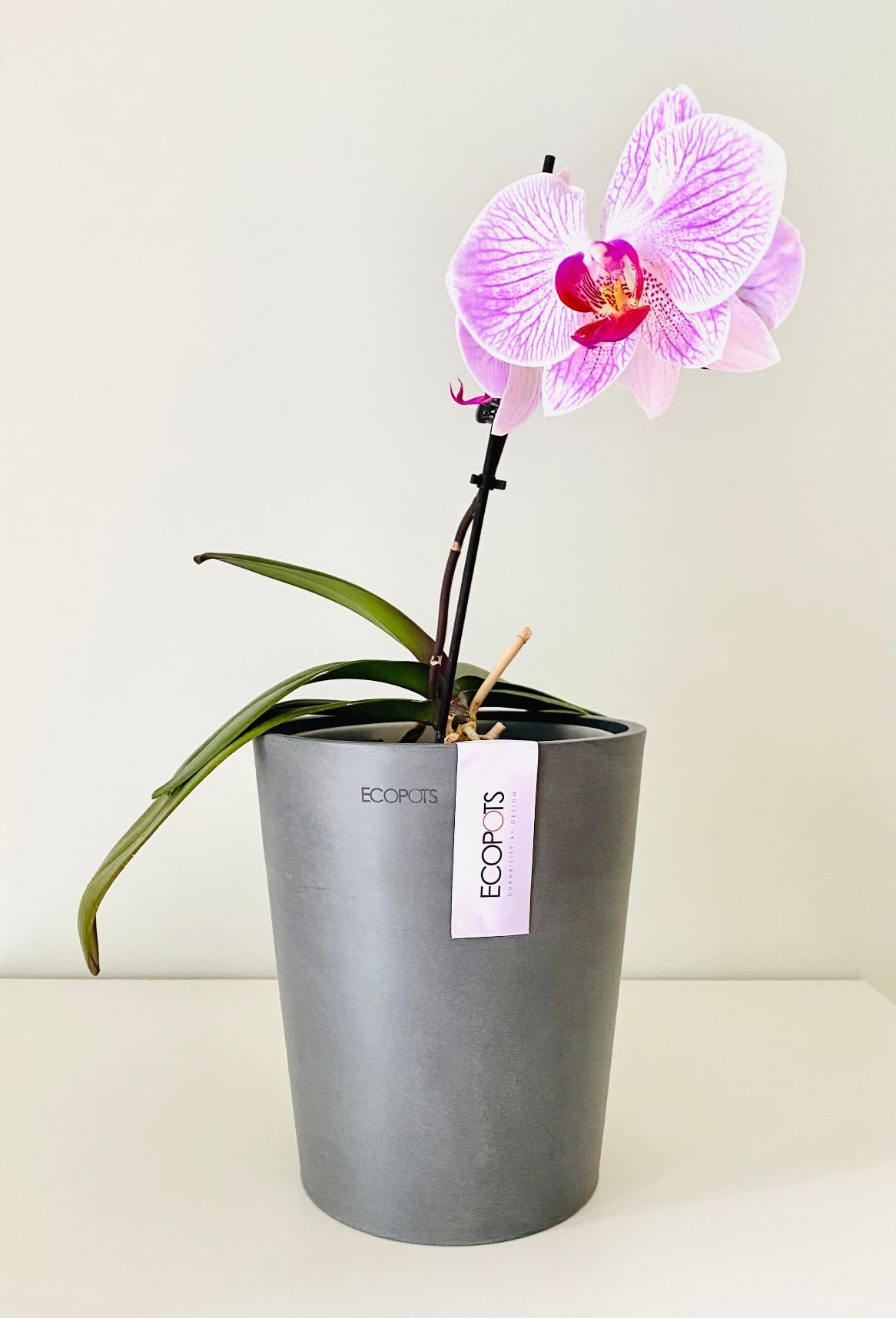 Parfait pour mon orchidée
