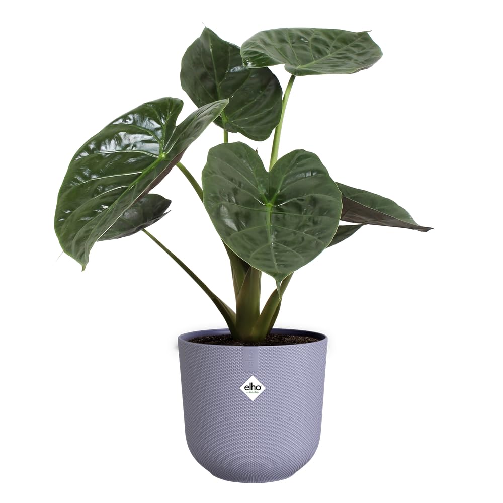 elho-jazz-rond-26cm-cache-pot-lavande-lilas-26-x-h-24-2-cm image 3