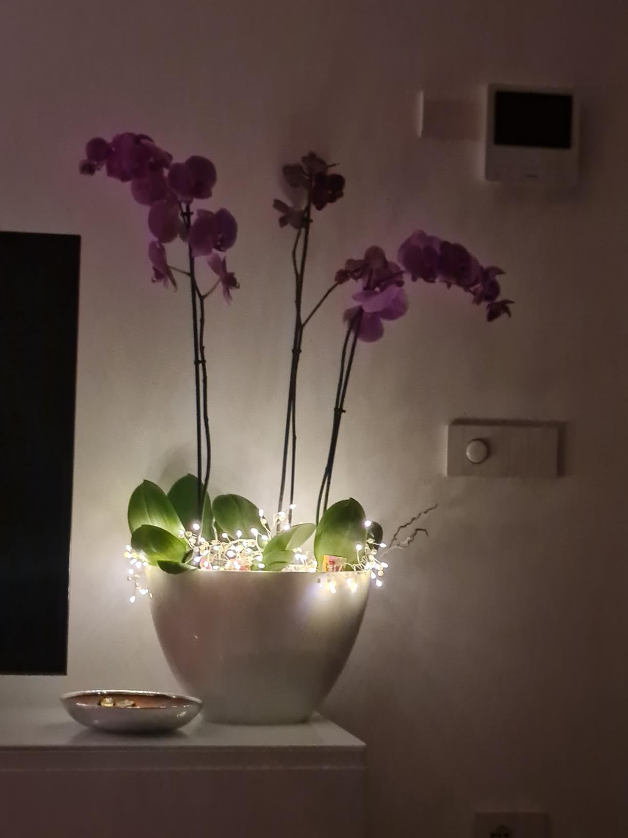 Mon monstera l'adore