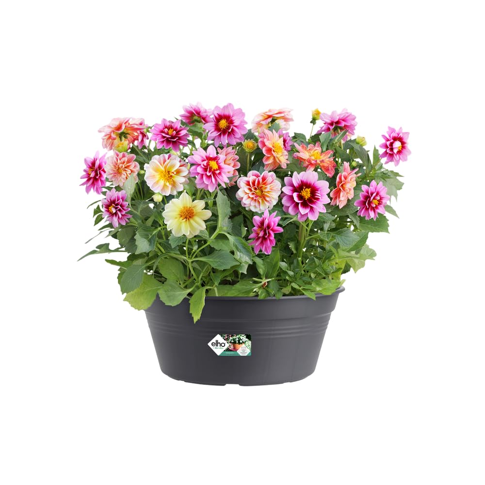 elho-green-basics-coupe-27-cm-pot-de-fleur-living-noir-27-x-h-11-4-cm image 3