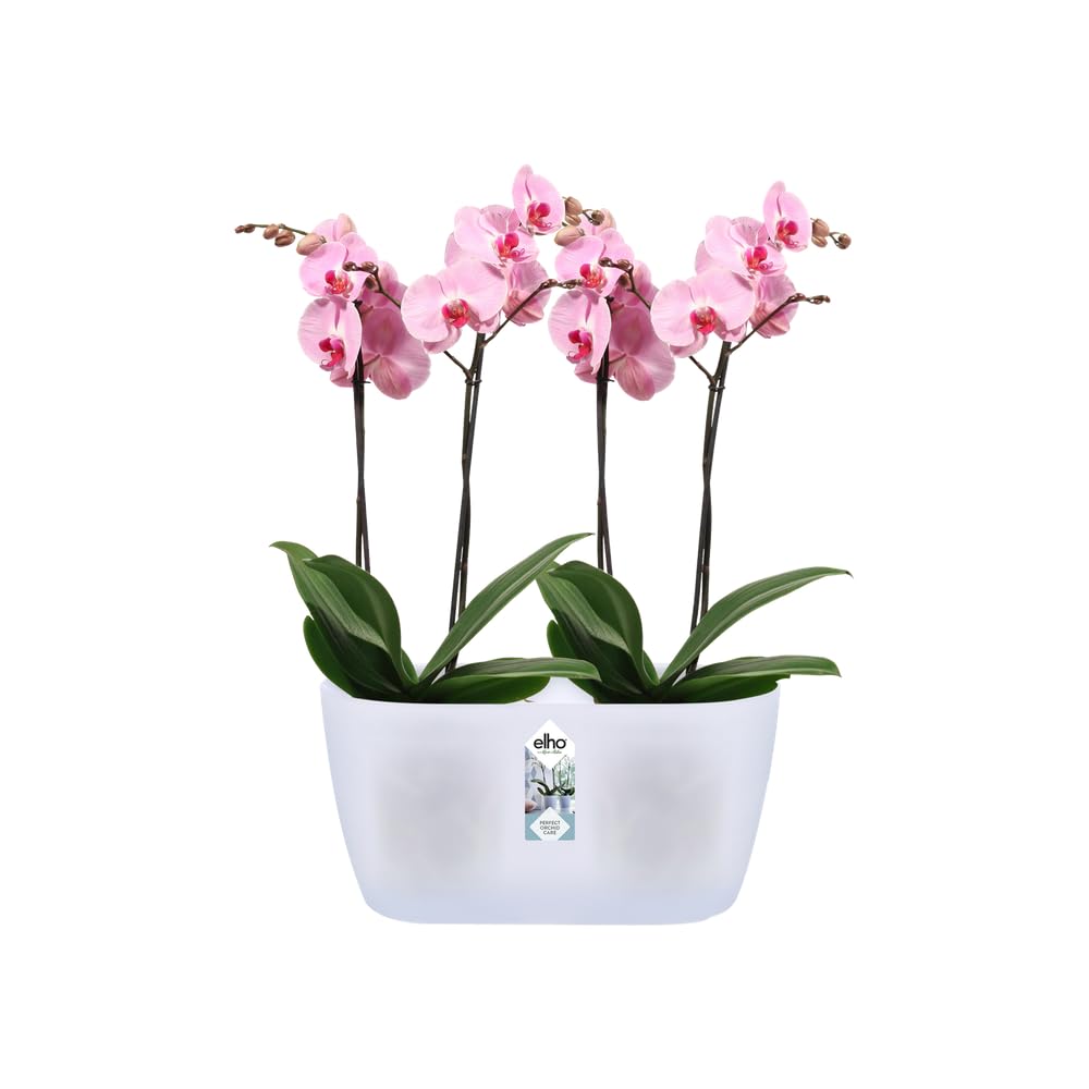 elho-brussels-orchid-e-duo-25-cm-transparent image 3