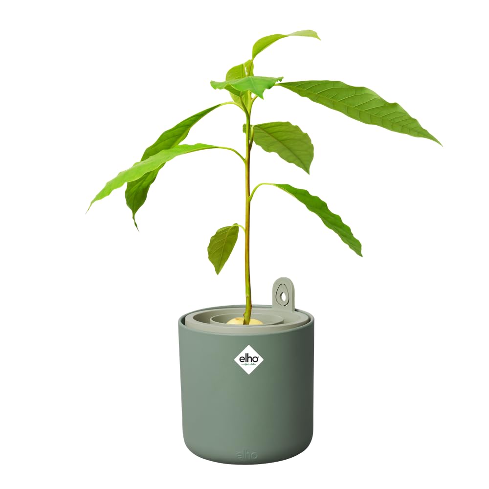 elho-amazing-avocado-pot-pot-avocat-12-x-h-12-1-cm-leaf-green image 4