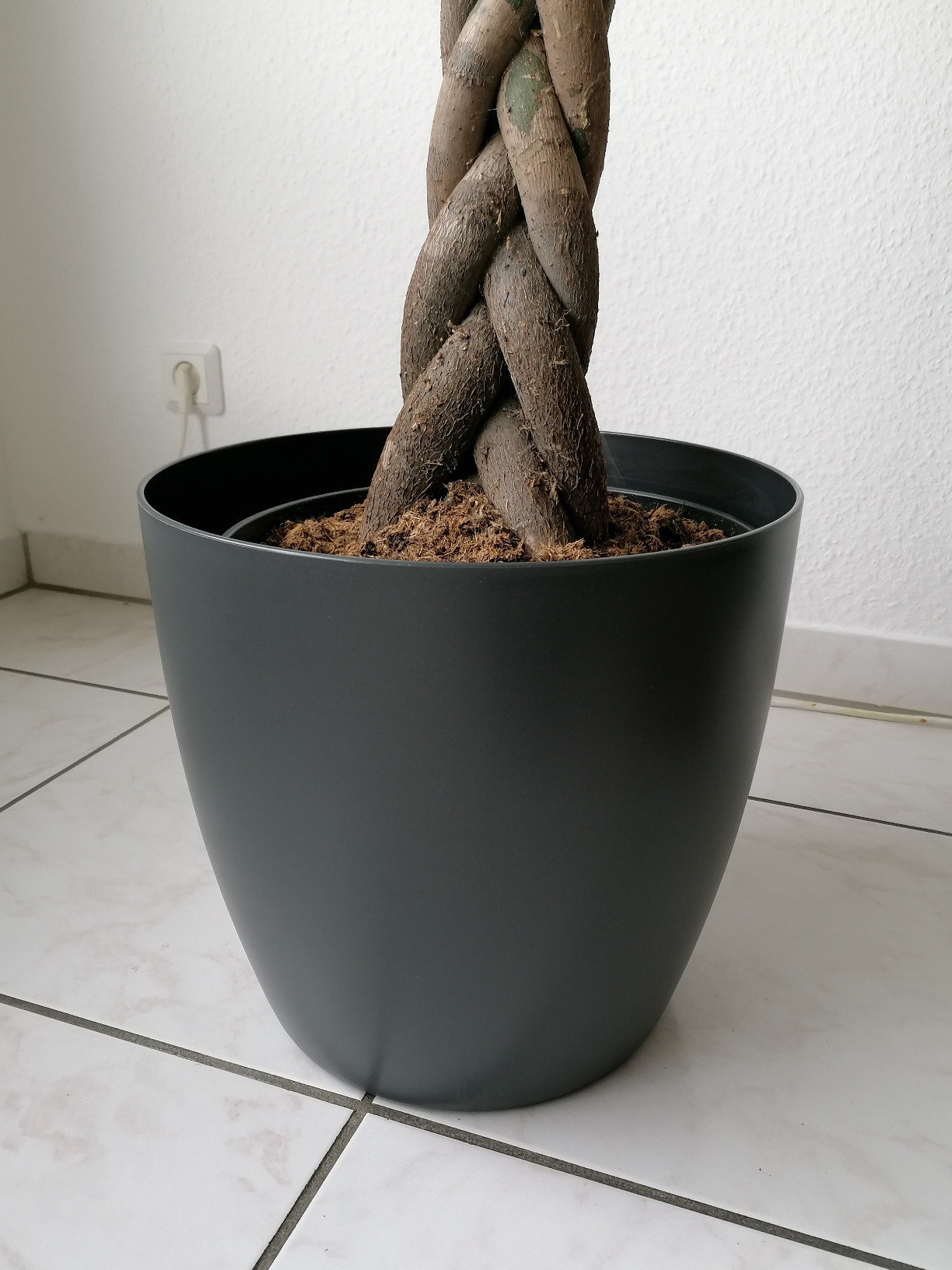 Parfait pour mon ficus