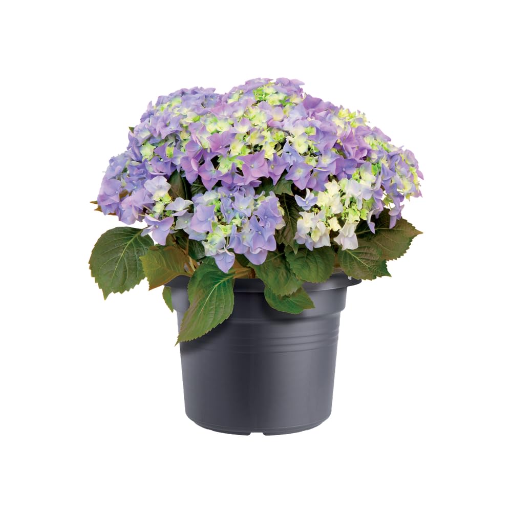 elho-green-basics-cilinder-35cm-pot-de-fleur-living-noir image 6