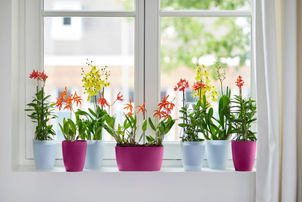 elho-brussels-orchid-e-haut-12-5-cm-pot-transparent-12-5-x-h-15-5-cm image 5
