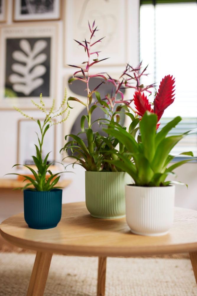 elho-gift-vibes-fold-5-pi-ces-blanc-soie-pots-int-rieur-7-14-cm image 8