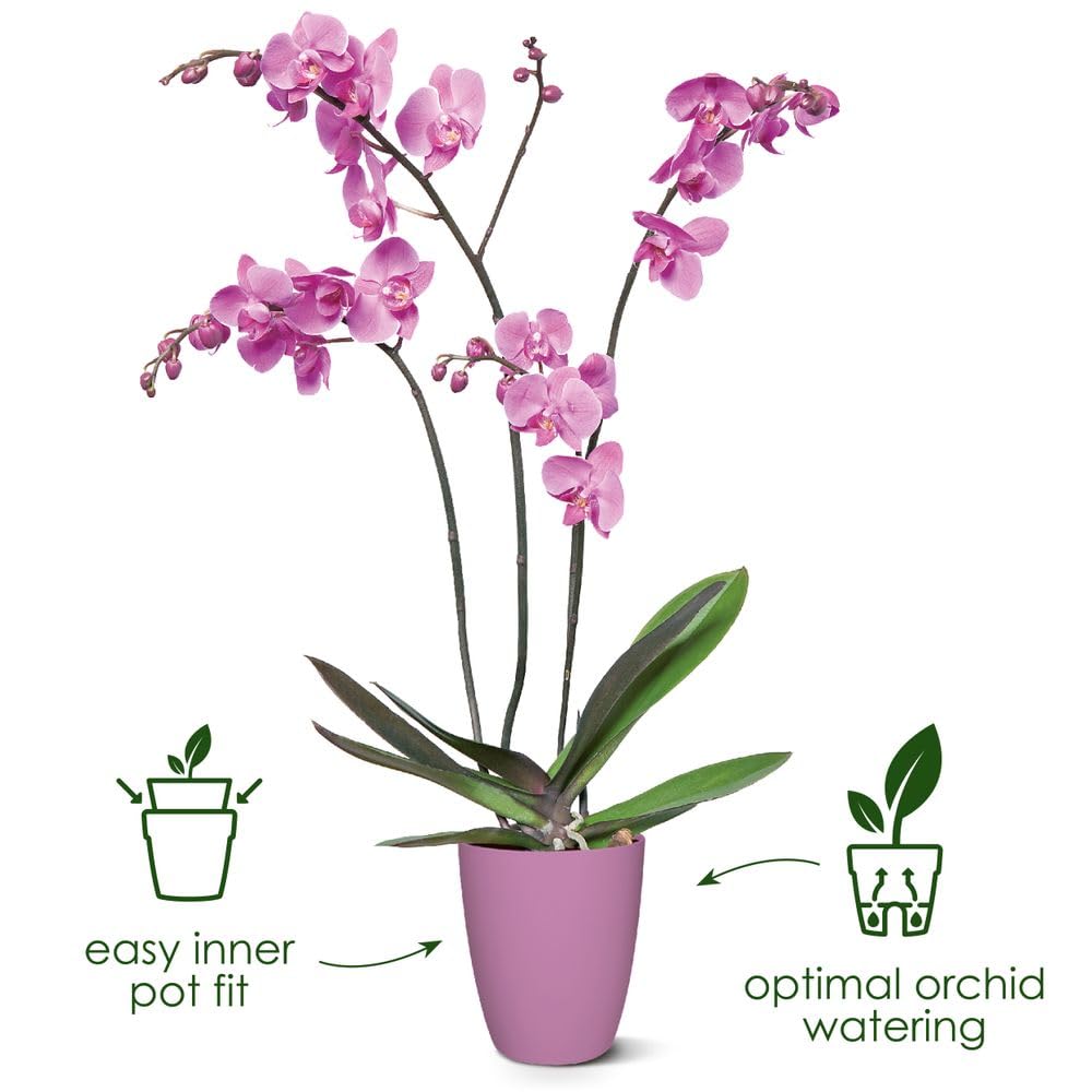 elho-brussels-orchid-e-haut-12-5-cm-pot-transparent-12-5-x-h-15-5-cm image 2