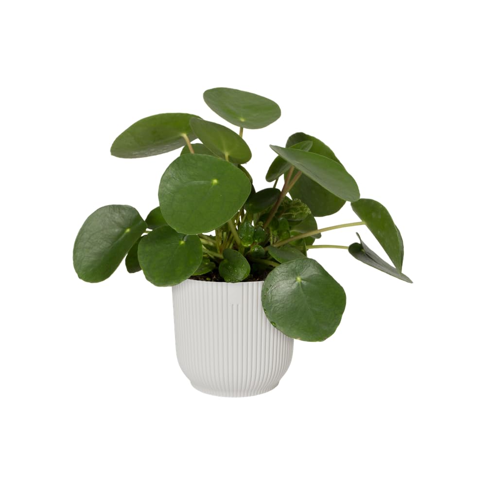 elho-gift-vibes-fold-5-pi-ces-blanc-soie-pots-int-rieur-7-14-cm image 3
